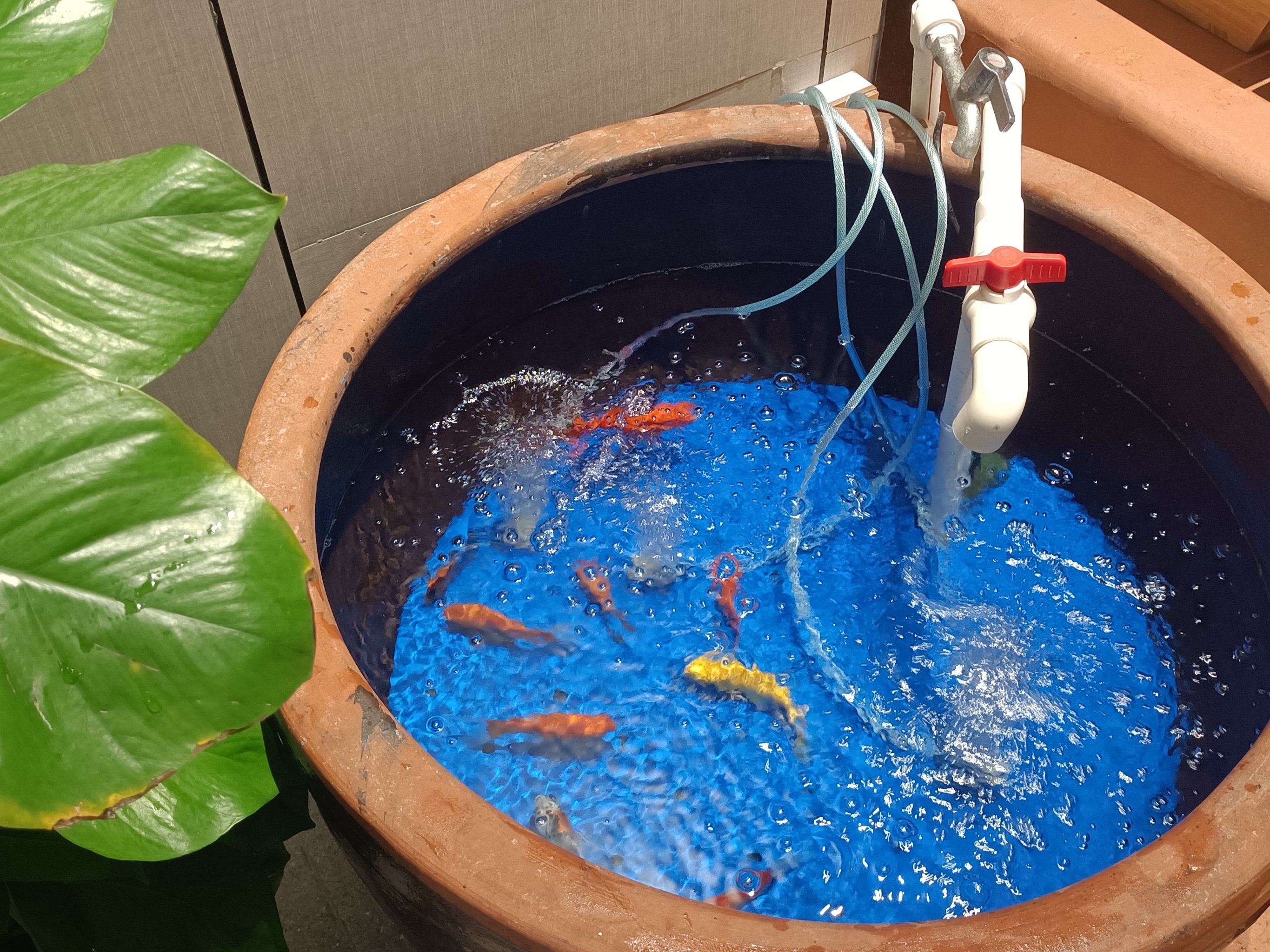 好运锦鲤#鱼缸里的大自然