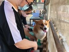 -良成狗狗乐园