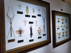 -上海昆虫博物馆