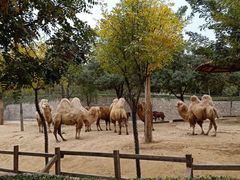 -石家庄市动物园