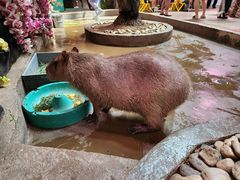 -正佳雨林生态植物园