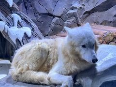 -上海海昌海洋公园-冰山北极馆