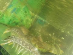 -真浪大家乐海鲜餐馆