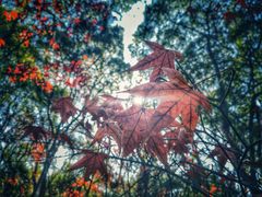 -上海共青森林公园