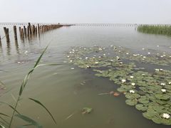 -哈素海