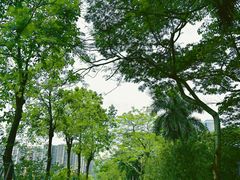 -大亚湾红树林城市湿地公园