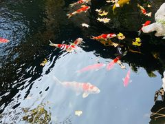-鲤院·新中式美学·庭院餐厅(夫子庙店)