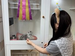 -青奢宠物·青奢猫舍