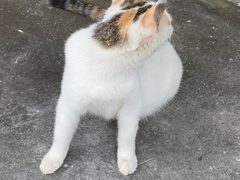-清平路水族市场