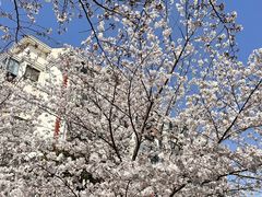 -高东镇樱花园