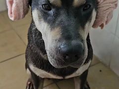 -荔康动物医院(康王北路店)