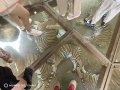 -栾川竹海野生动物园