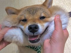 -逗柴咖啡屋·狗咖猫咖宠物桌游