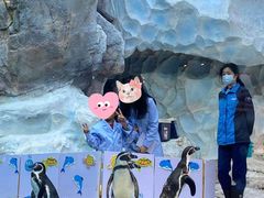 -帝企鹅自助餐厅•儿童岛•真企鹅(长隆企鹅酒店)