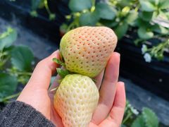 -尚田草莓姑娘白草莓采摘基地