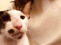 -猫色咖啡·猫咖