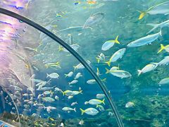 -上海海洋水族馆