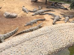 -石家庄市动物园