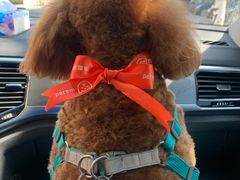 -宠物家(大兴旧宫店)