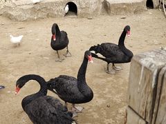 -鄂尔多斯野生动物园