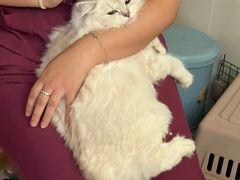 -瑞鹏宠物医院·骨科·猫科·内科(第一中心)