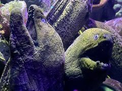 -太平洋海底世界