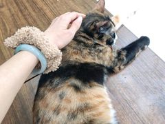 -瑞鹏宠物医院·夜间急症·心超·猫科(祖庙分店)