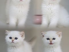 -lincat·猫舍(广州店)