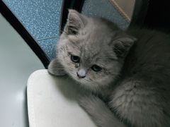 -宠颐生宠物医院外科·内科·皮肤科·影像科(石龙店)