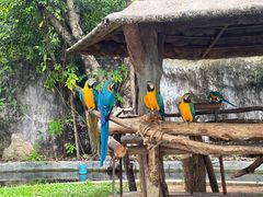 -清迈夜间动物园