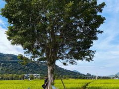 -艾米稻香小镇
