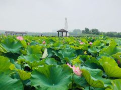 -荷塘月色湿地公园·向阳花洲