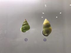 -青岛贝壳博物馆