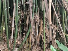 -南山植物园
