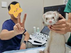 -立德异宠动物医院.兔鸟爬.内窥镜(天河店)