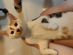 -四月宠物医院·猫专科·心脏专科·内科(转塘店)