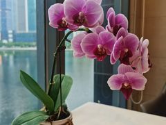 -珈境湖畔餐厅·湖北菜·江浙菜•樱花季(西北湖店)