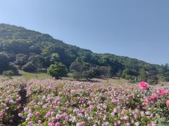 -龙寺生态园