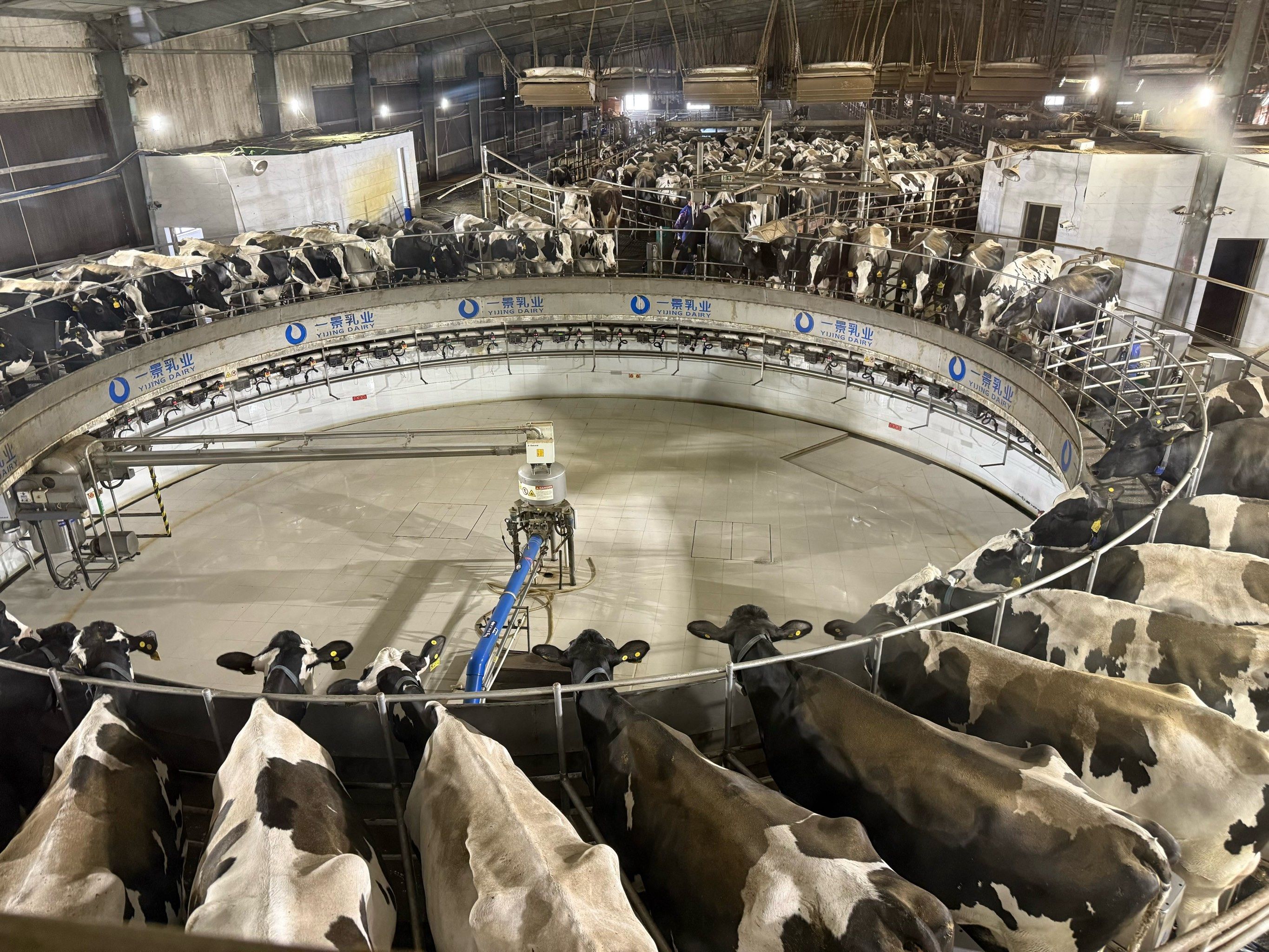 超有秩序的杭州周边奶牛场参观