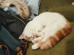 -Cappucimeow猫咪咖啡馆(韦伯时代店)