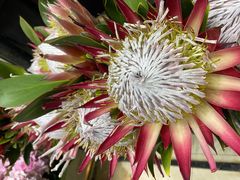 -三圣花乡旅游区