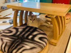 -飞行喵MR PILOT|猫舍·猫咖(静安大融城店)