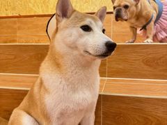 -和它·交个朋友·狗咖猫咖(爱琴海店)