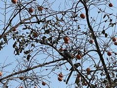 -三里屯东五街银杏大道