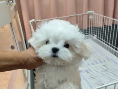 -翊宠yipet猫狗购宠庄园犬舍•猫舍