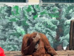 -西霞口神雕山野生动物世界