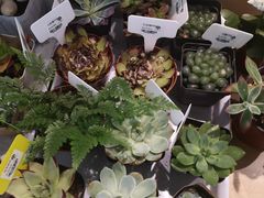 -The Green Party(嘉里中心店)