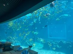 -涛·海底餐厅·美人鱼·自助餐·海底隧道(三亚海棠湾洲际度假酒店)