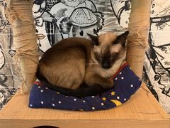 -猫小院猫主题餐厅(三里屯店)