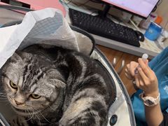 -创凡宠物医院·骨专科  猫科中心(西乡分院)